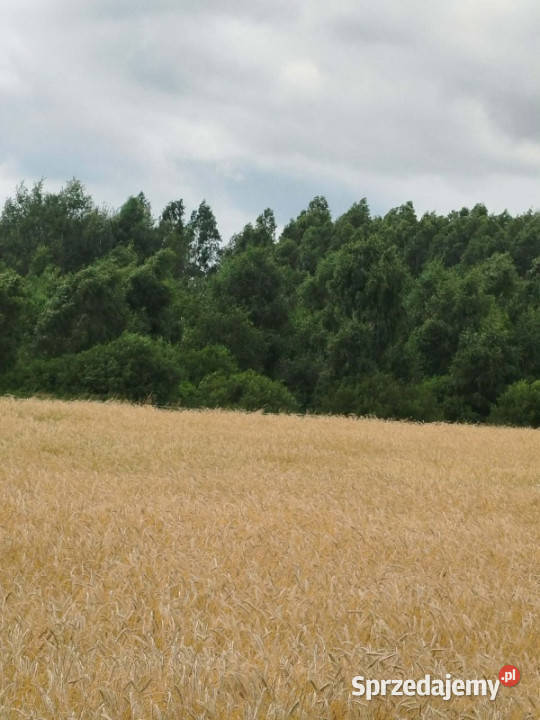 Działka z lasem i sadzawką teren z potencjałem 25000m2 podlaskie Sokółka