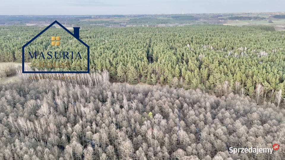 Działka w lesie polana leśna