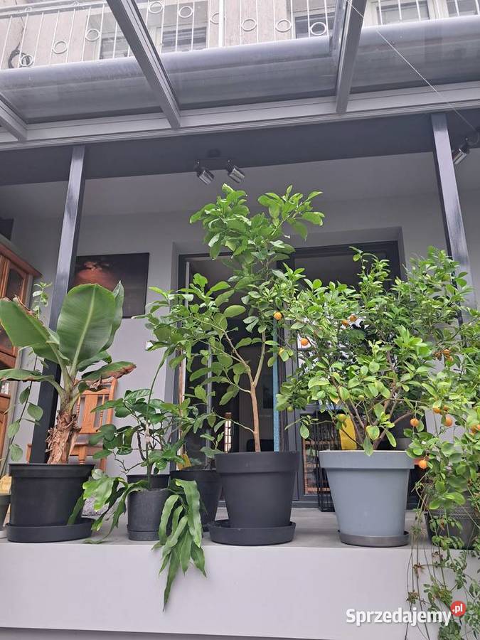 Skrzydlokwiat szable pomelo Wrocław