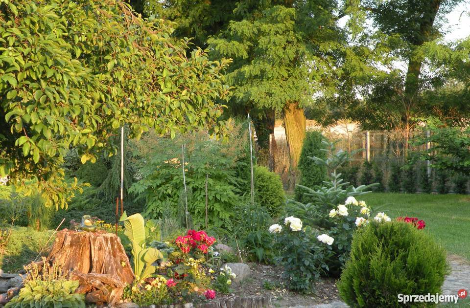 Usługi ogrodnicze na terenie Łodzi i okolic Łódź