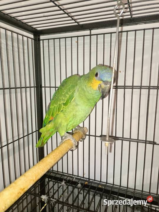 Papuga amazonka modrobrewa