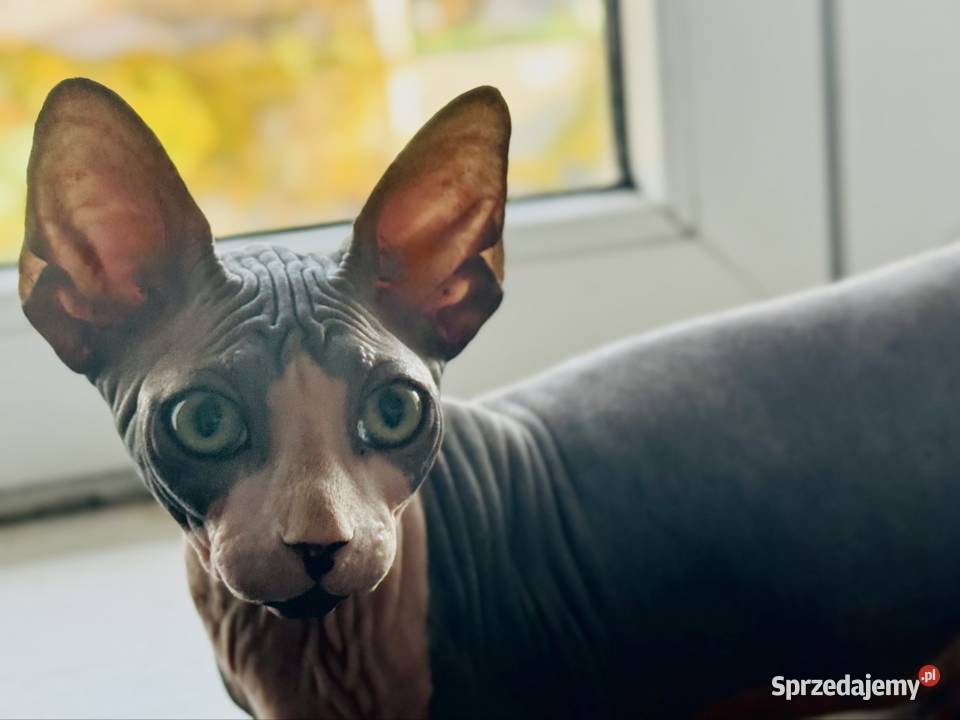 Sfinks kanadyjski Grodzisk Mazowiecki