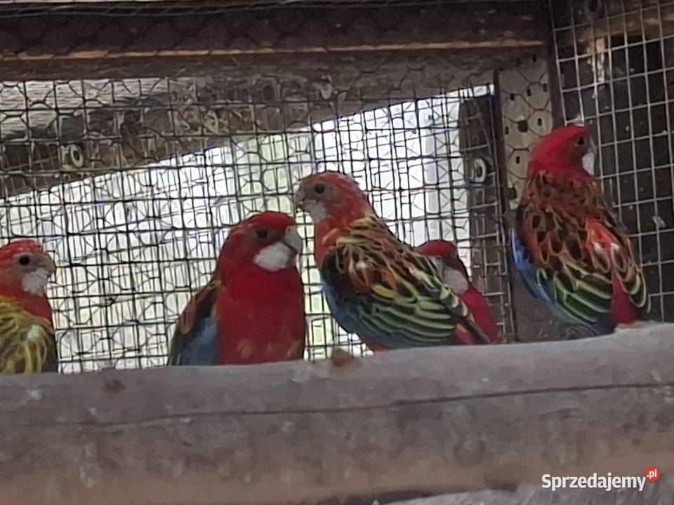 Rozelle białolice 2025 Ptaki Chylice