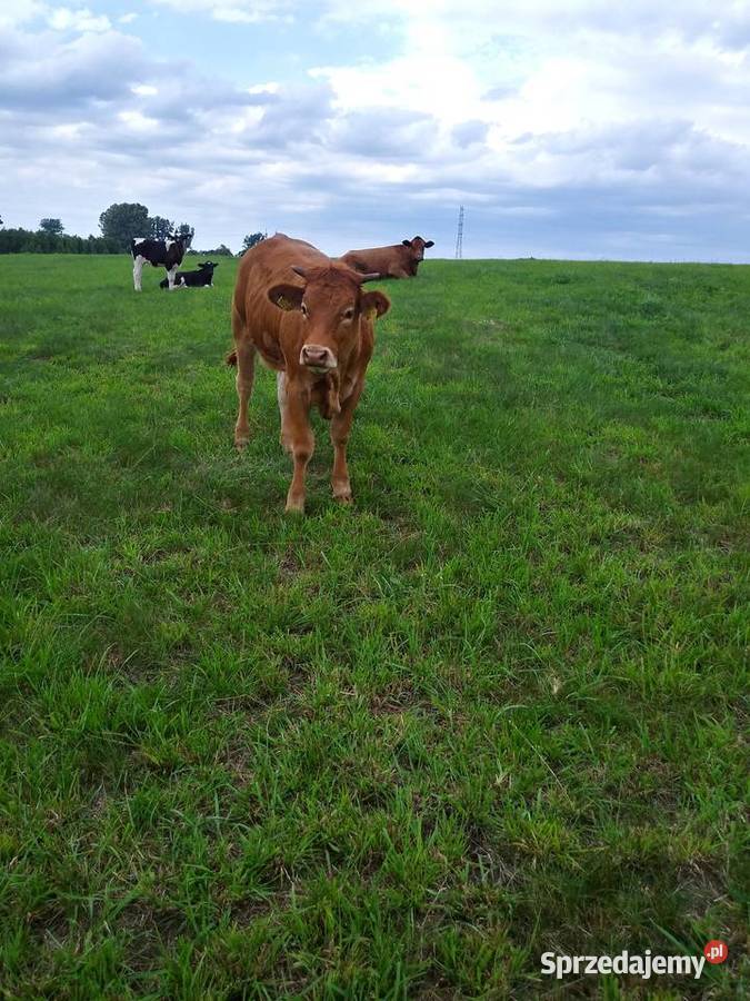 4 jałówki 100 LM Limousine zachodniopomorskie