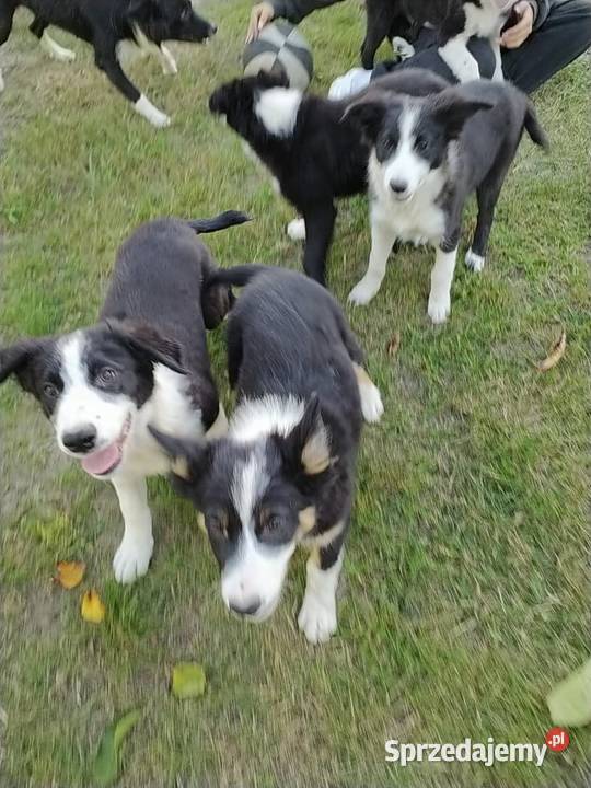 Border Collie szczeniak sprzedam