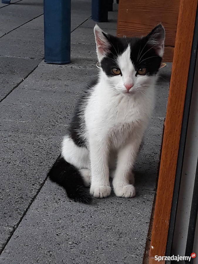 Oddam 3 miesięczne kotki Piaseczno