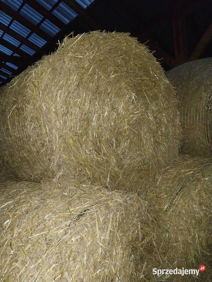 Sprzedam słomę przenną Waśniów
