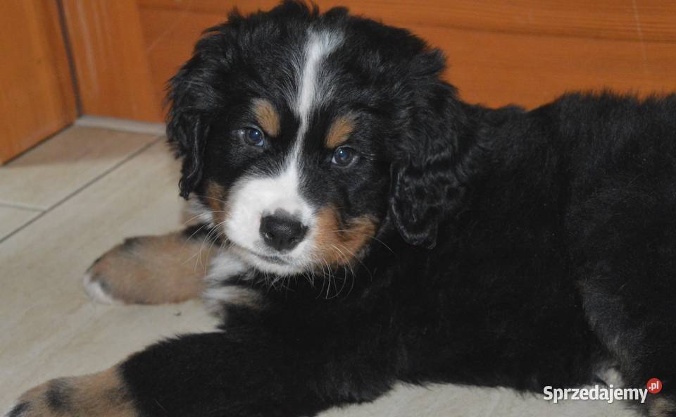 Śliczne Berneńskie psy pasterskie małopolskie Bochnia sprzedam