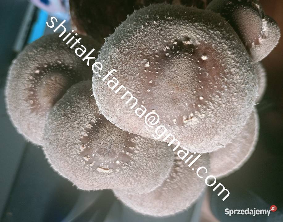 Shiitake świeże grzyby małopolskie Tarnów sprzedam