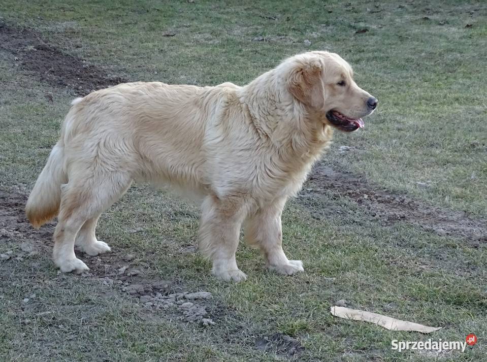 Golden retriever 10 miesięczny