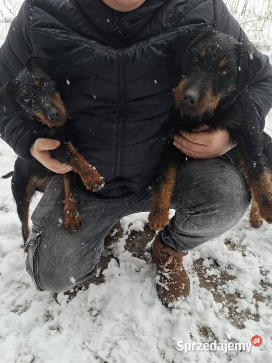 Terier Niemiecki Pies Józefów nad Wisłą