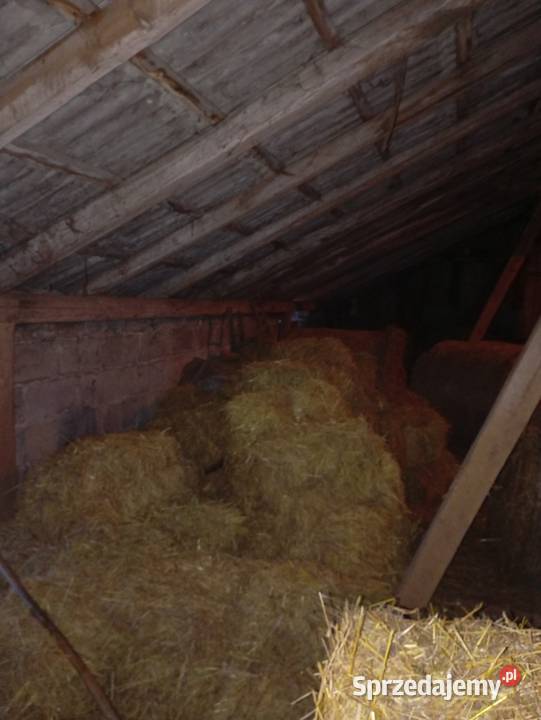 Sprzedam siano w belach i kostkach Skrzydłowo sprzedam