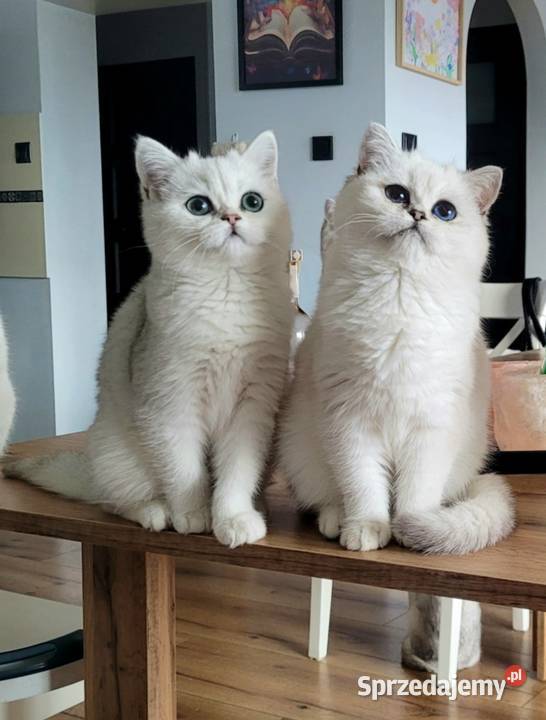 Kocięta Brytyjskie Srebrne srebrne pointy Zielona Góra