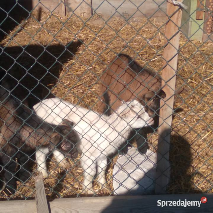 koziołek dwu miesięczny rasy lamacza lubelskie Biszcza sprzedam