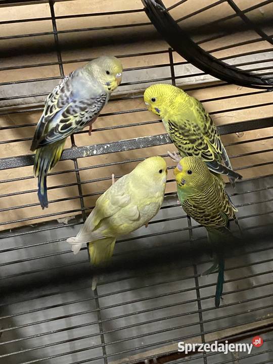 Papugi faliste Ptaki wielkopolskie Damasławek