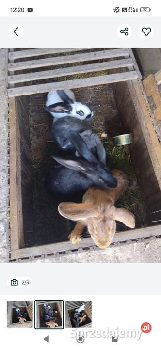 Sprzedam króliki 4 sztuki mazowieckie Babin