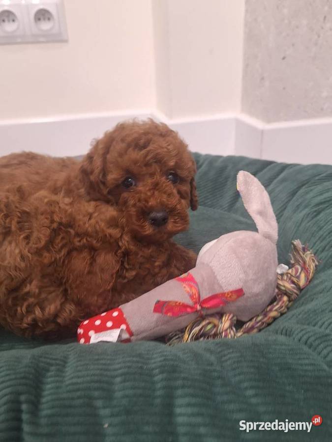 Pudel toy red szczeniaki Lublin sprzedam