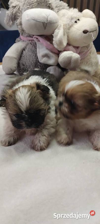 Shihtzu mini Kobierzyce sprzedam