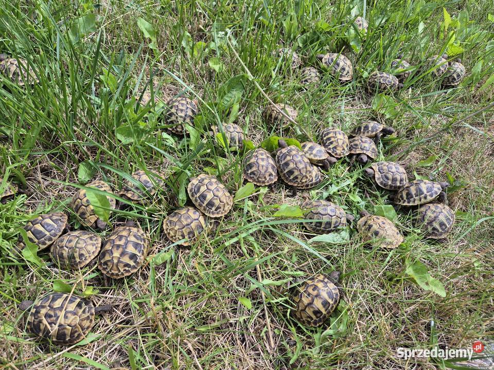 Żółwie greckie na sprzedaż Warszawa sprzedam