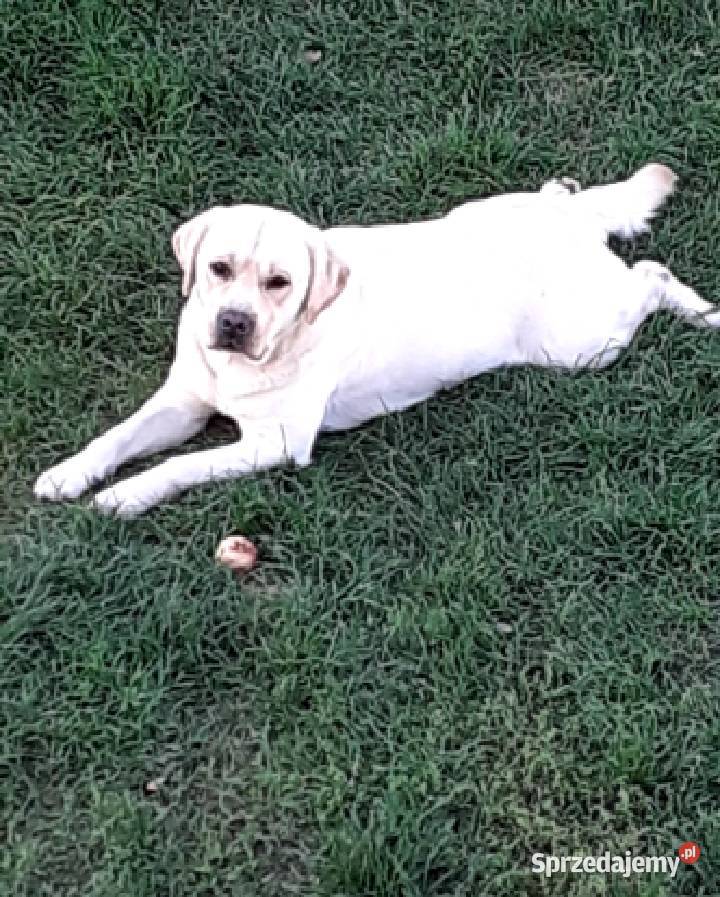 Labrador Retriver Reproduktor Pasztowa Wola-Kolonia