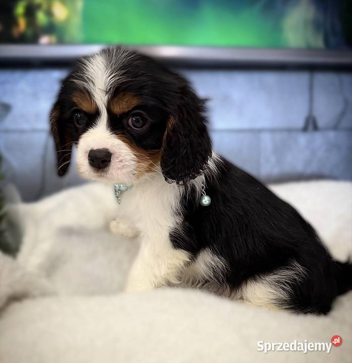 Suczka BONNIE Cavalier King Charles Spaniel