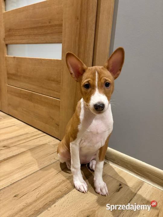 Basenji suczka szczenię