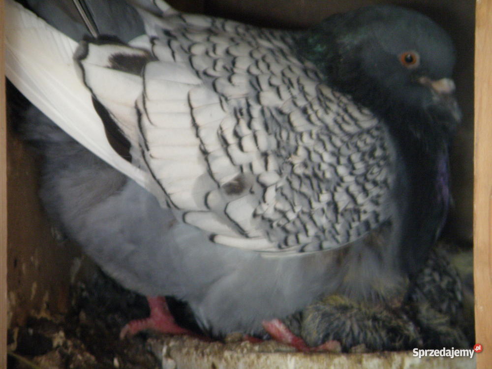 kury ozdobne Łapalice