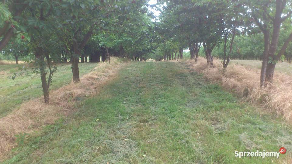 Sprzedam zbiór wiśni Piwonin sprzedam