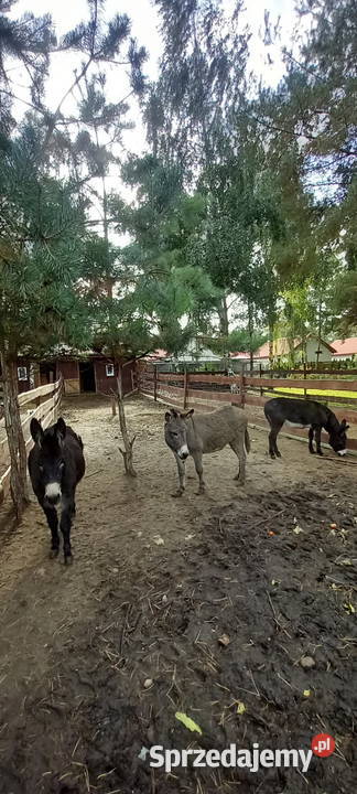 sprzedam osły 3 sztuki