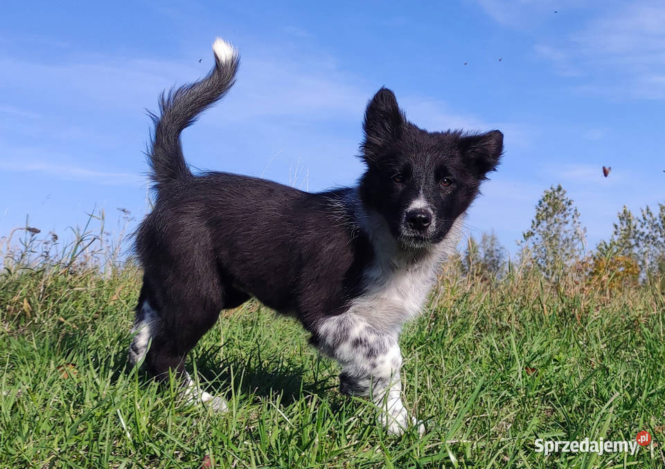 Suczka BORDER COLLIE z pełną dok przebadani Pozostałe