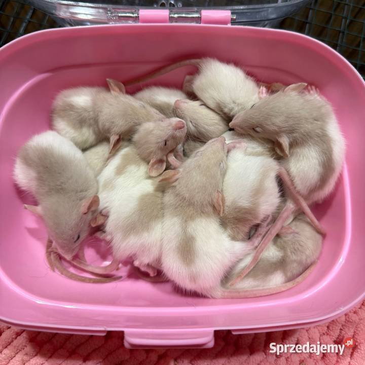 Szczury dumbo łódzkie Łódź