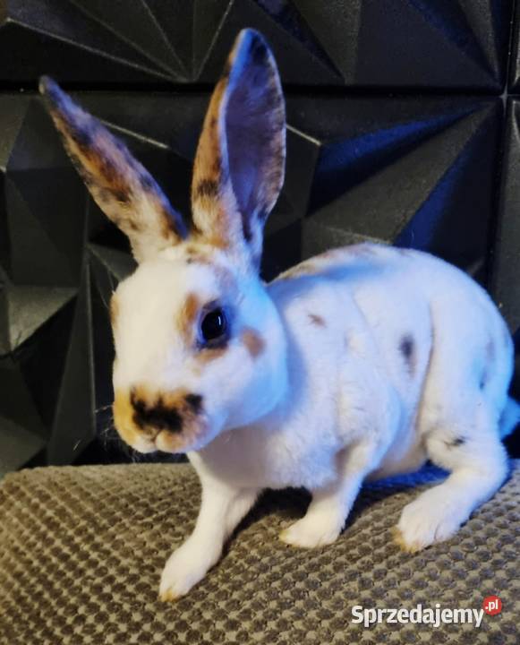 Królik Mini Rex trójbarwny Rolnictwo Katowice