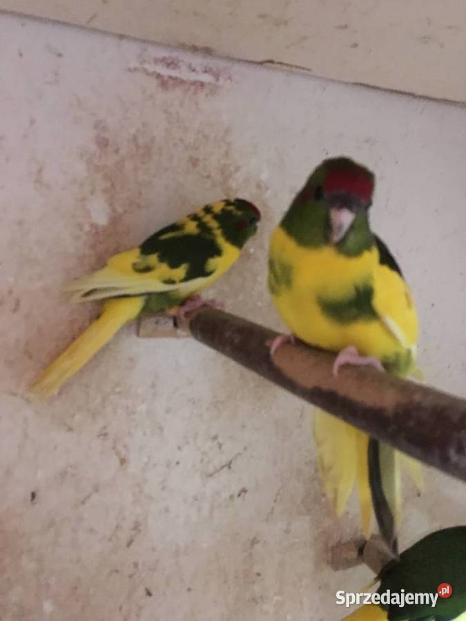 Papugi kozie Mondrolotki sprzedam Ptaki łódzkie