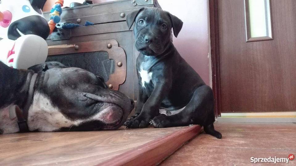 PitBull Red Nose Staffik Szczeniak pierwszy z Bełchatów