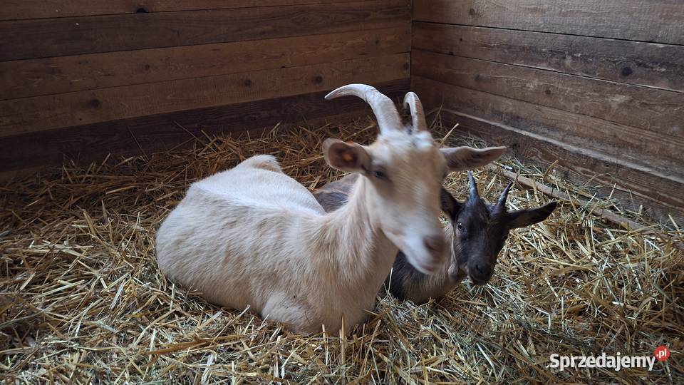 Kozy stado mieszane Kozy dolnośląskie Strzelin sprzedam