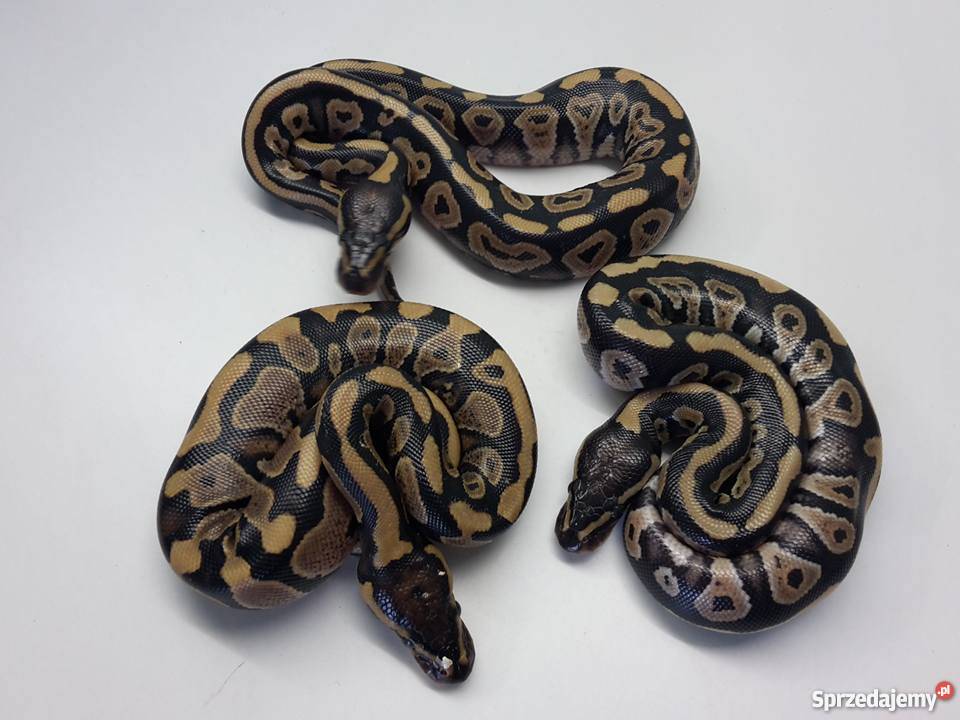 Wąż PYTON KRÓLEWSKI python regius młody samiec Dębno