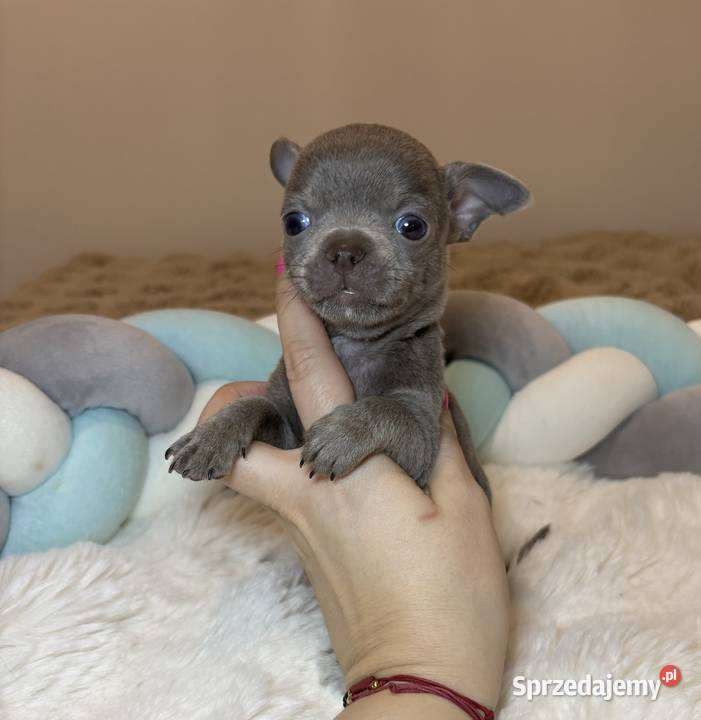 Chihuahua mini piesek krótkowłosy liliowy mini Bełchatów