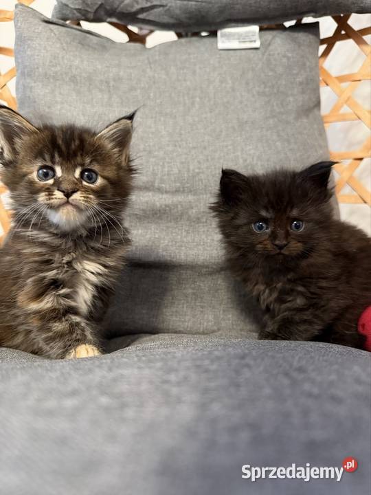 Maine coon kocięta pomorskie Starogard Gdański