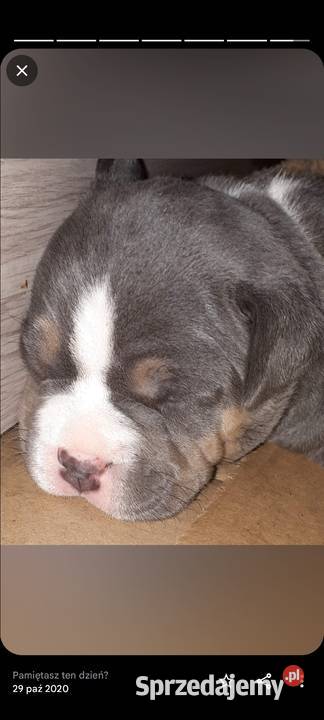 Amstaff piękne szczeniaki rodzice przebadane Dęblin