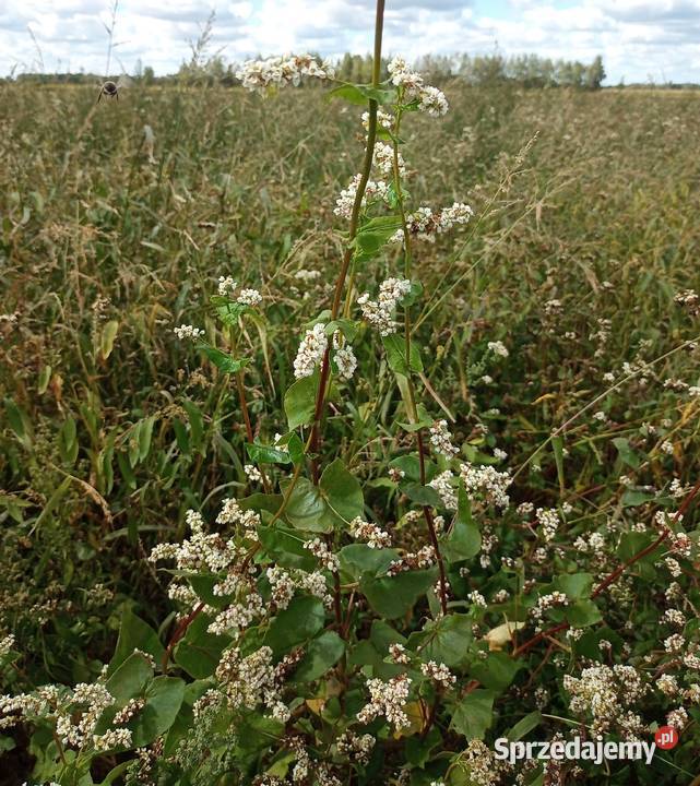 Sprzedam grykę Integrowana produkcja Mielec sprzedam