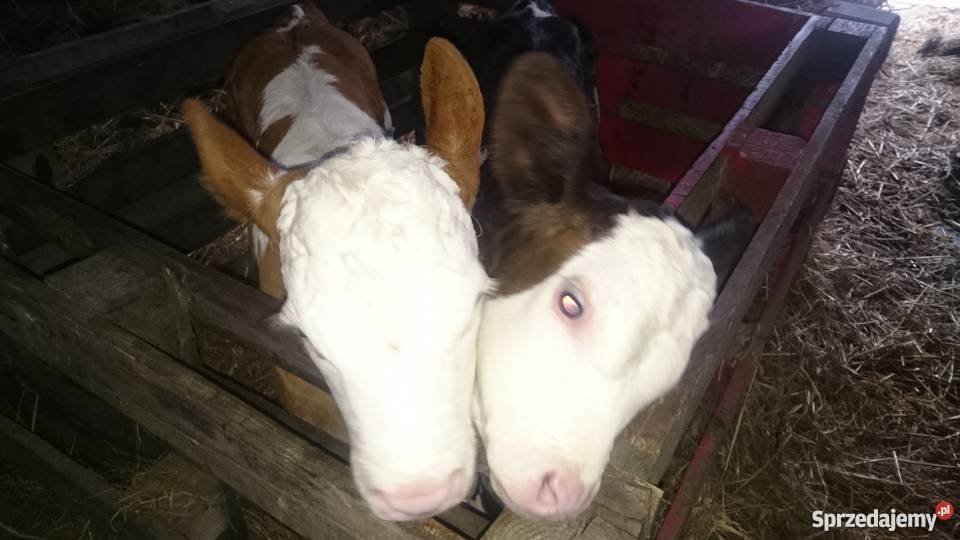 Cielaki byczki jałóweczki mięsne sprzedam