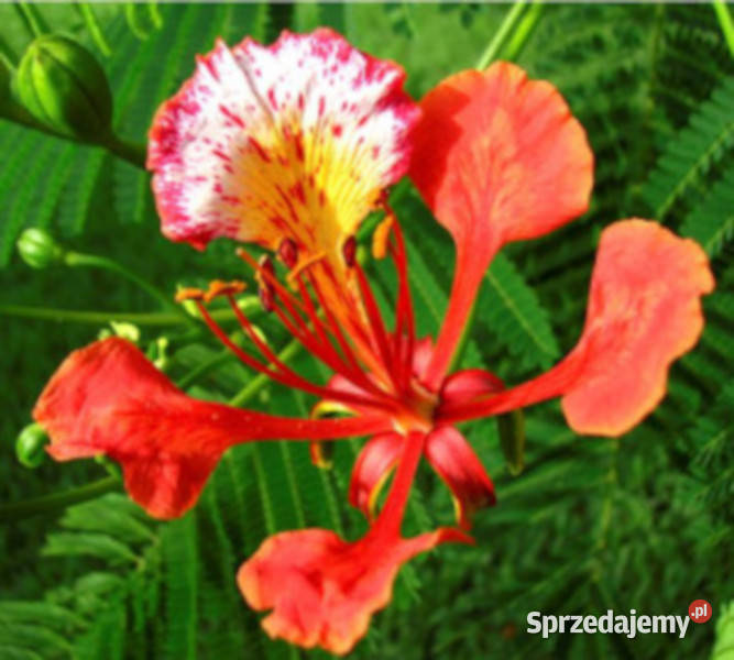 PŁOMIEŃ AFRYKI Delonix regia sadzonki w Ustronie sprzedam