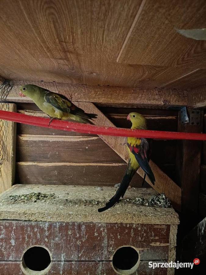 Papugi górskie para Lwówek