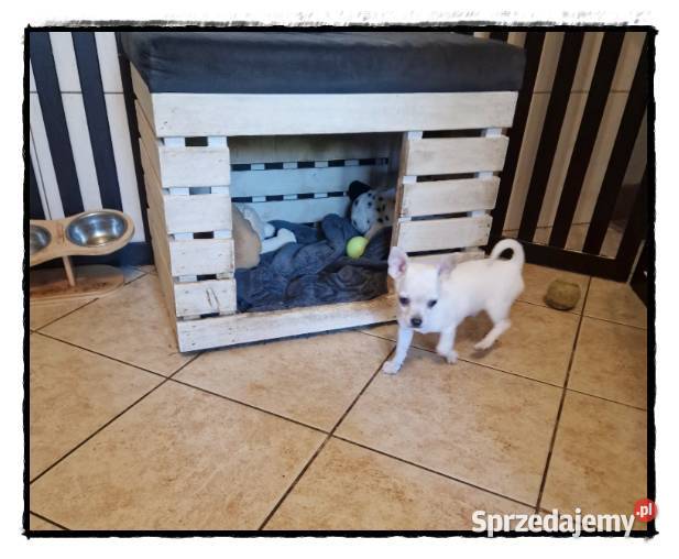 Chihuahua kremowo biały piesek Aramis Częstochowa
