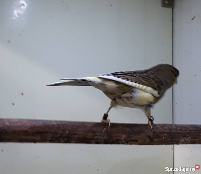 Kanarek kanarki timbrador Nasielsk