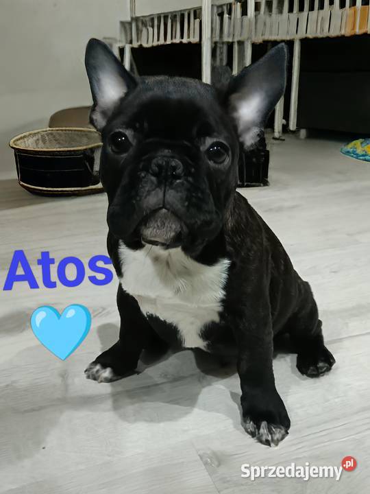 Buldog Francuski Szczenięta sprzedam