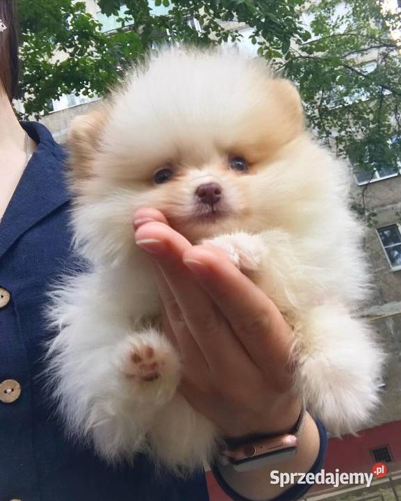 Miniaturowy szpic pomeranian mazowieckie Warszawa sprzedam