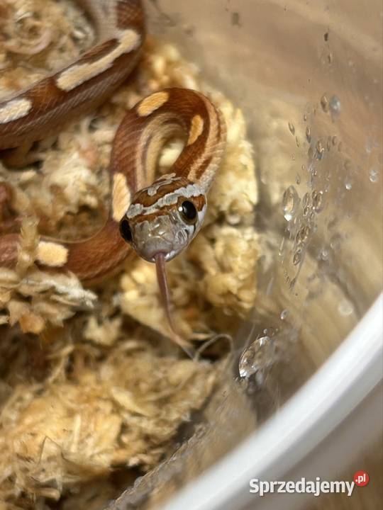 Wąż zbożowy Motley Jaworzno