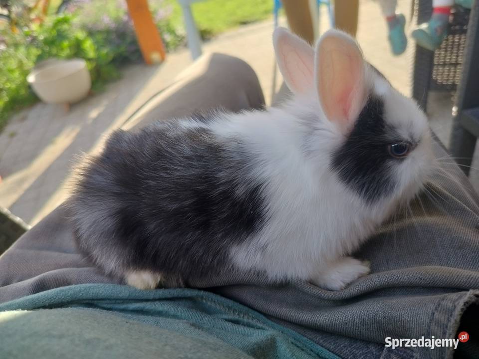 Króliki miniaturki karzełki i Teddy Toruń