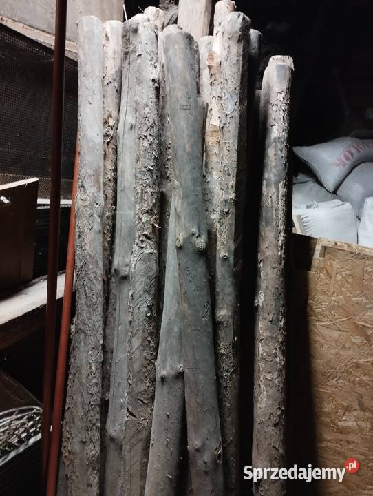 Stemple budowlane Biznes i Przemysł kujawsko-pomorskie Brodnica